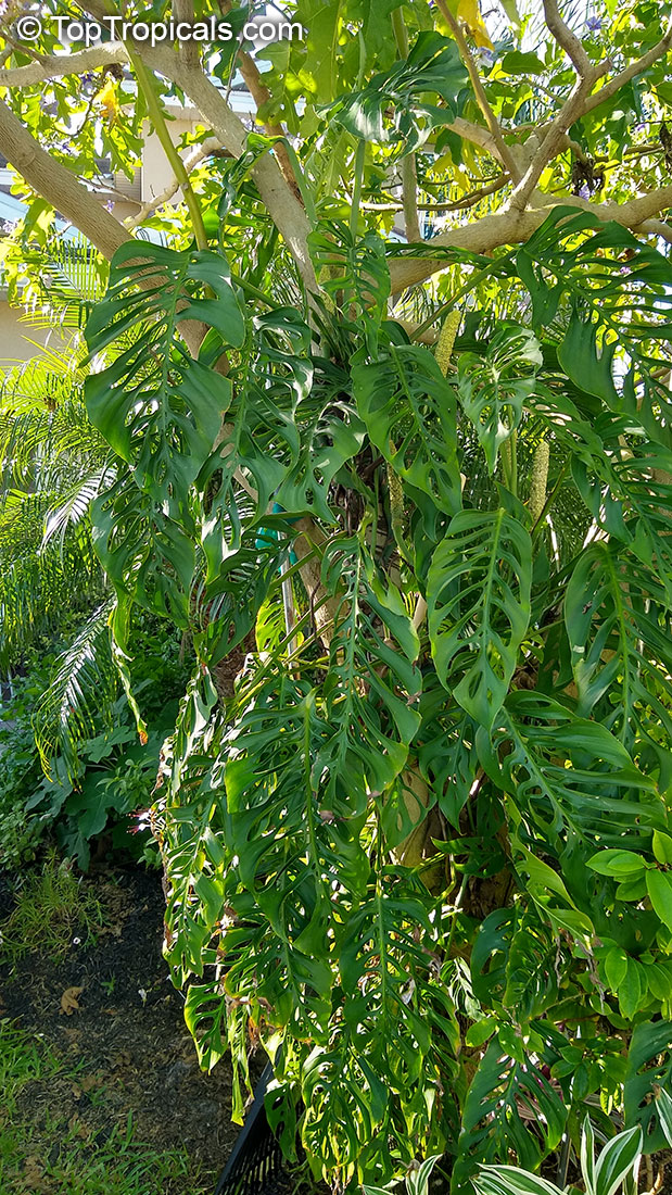 Monstera adansonii, Monstera friedrichsthalii, Swiss Cheese Plant. Monstera x adansonii (possible cross with obliqua) 