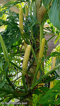 Monstera adansonii, Monstera friedrichsthalii, Swiss Cheese Plant

Click to see full-size image