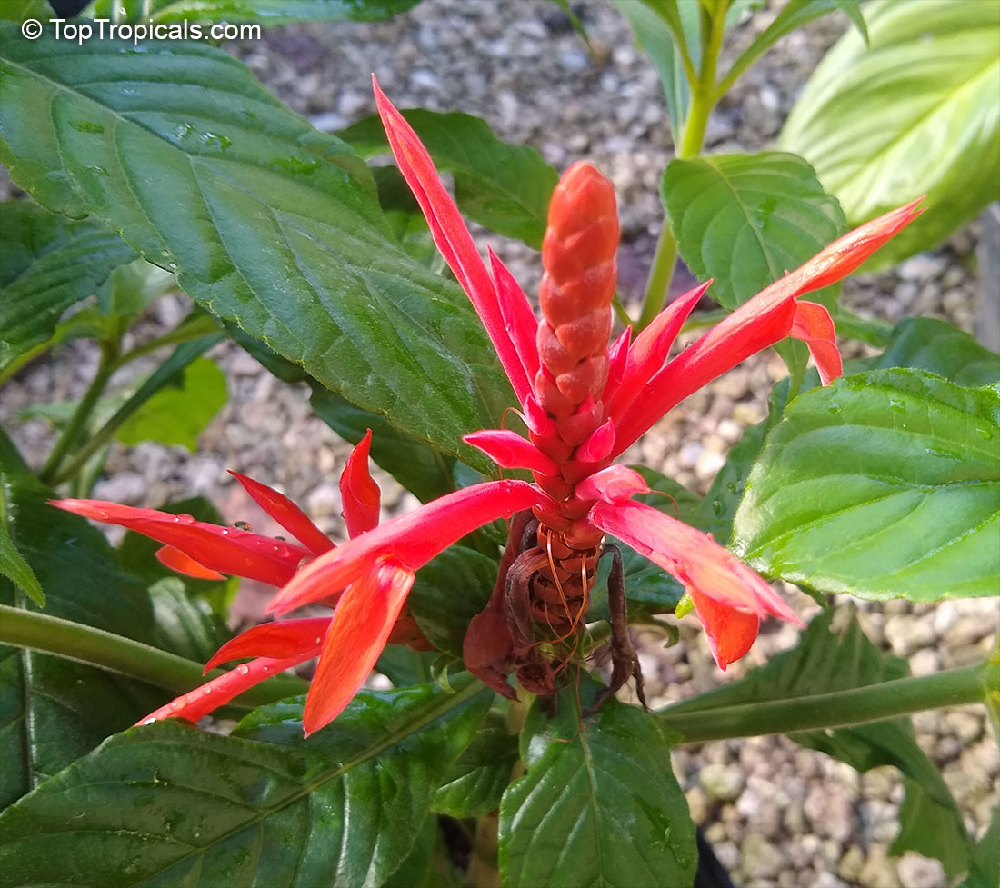 Aphelandra x panamensis - Scarlet Candle
