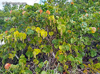 Coccoloba uvifera, Sea grape

Click to see full-size image