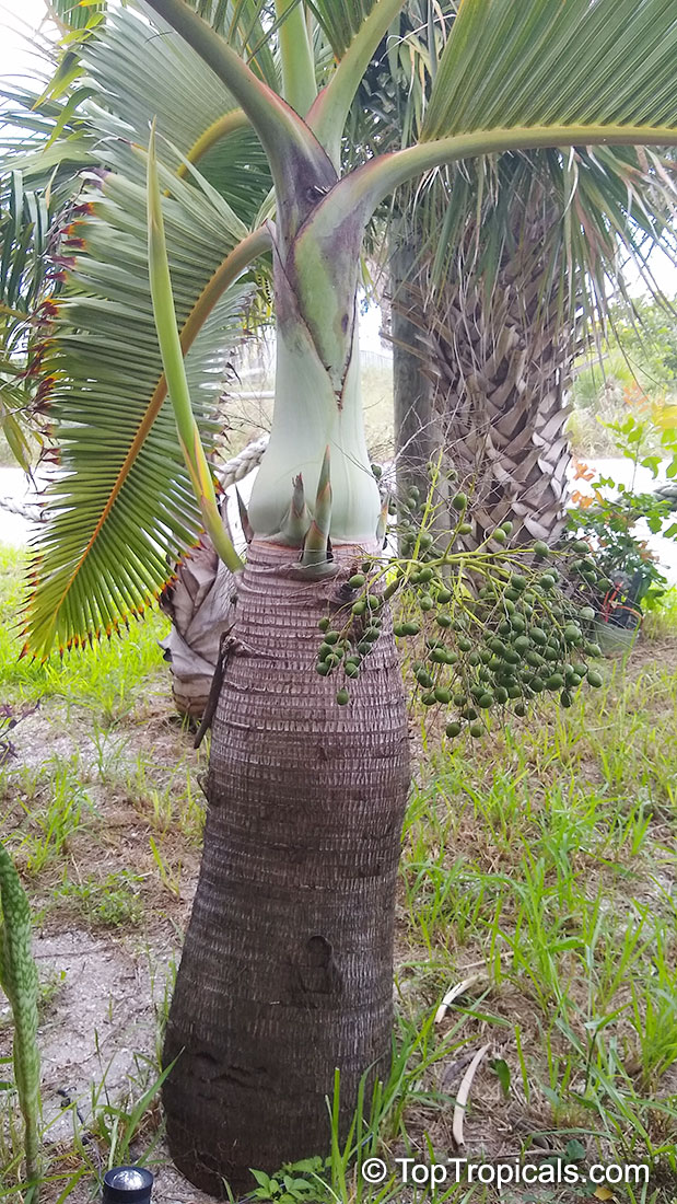 Hyophorbe sp., Mascarena sp., Bottle Palm, Spindle Palm