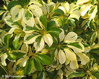 Schefflera arboricola, Abicola, Arboricola, Trinette, Hawaiian Umbrella Tree, Hawaiian Elf Schefflera

Click to see full-size image