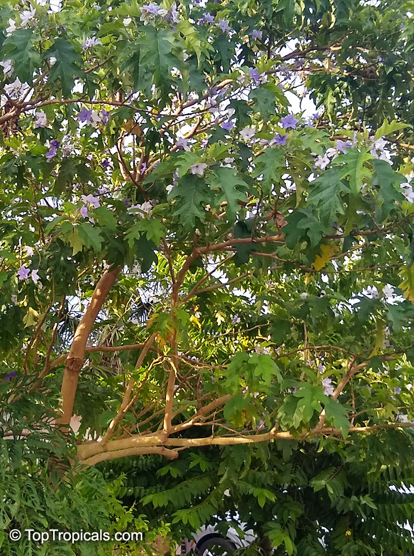 Solanum macranthum, Solanum wrightii, Giant Potato Tree