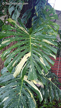 Monstera deliciosa, Philodendron pertusum, Swiss Cheese Plant, Fruit Salad Plant, Ceriman

Click to see full-size image