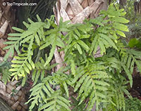 Polypodium sp., Polypody

Click to see full-size image