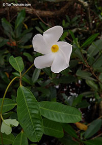 Rhabdadenia biflora, Mangrove Vine, Rubber Vine

Click to see full-size image