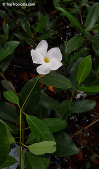 Rhabdadenia biflora, Mangrove Vine, Rubber Vine

Click to see full-size image