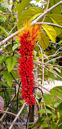 Combretum sp., Flame Creeper, Burning Bush

Click to see full-size image