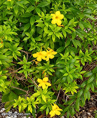 Allamanda schottii, Allamanda neriifolia , Dwarf Golden Trumpet

Click to see full-size image