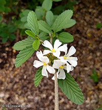 Melochia parvifolia, Melochia

Click to see full-size image