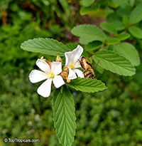 Melochia parvifolia, Melochia

Click to see full-size image