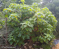 Uncarina grandidieri, Harpagophytum grandidieri, Mouse trap tree, Succulent Sesame