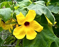 Uncarina grandidieri, Harpagophytum grandidieri, Mouse trap tree, Succulent Sesame