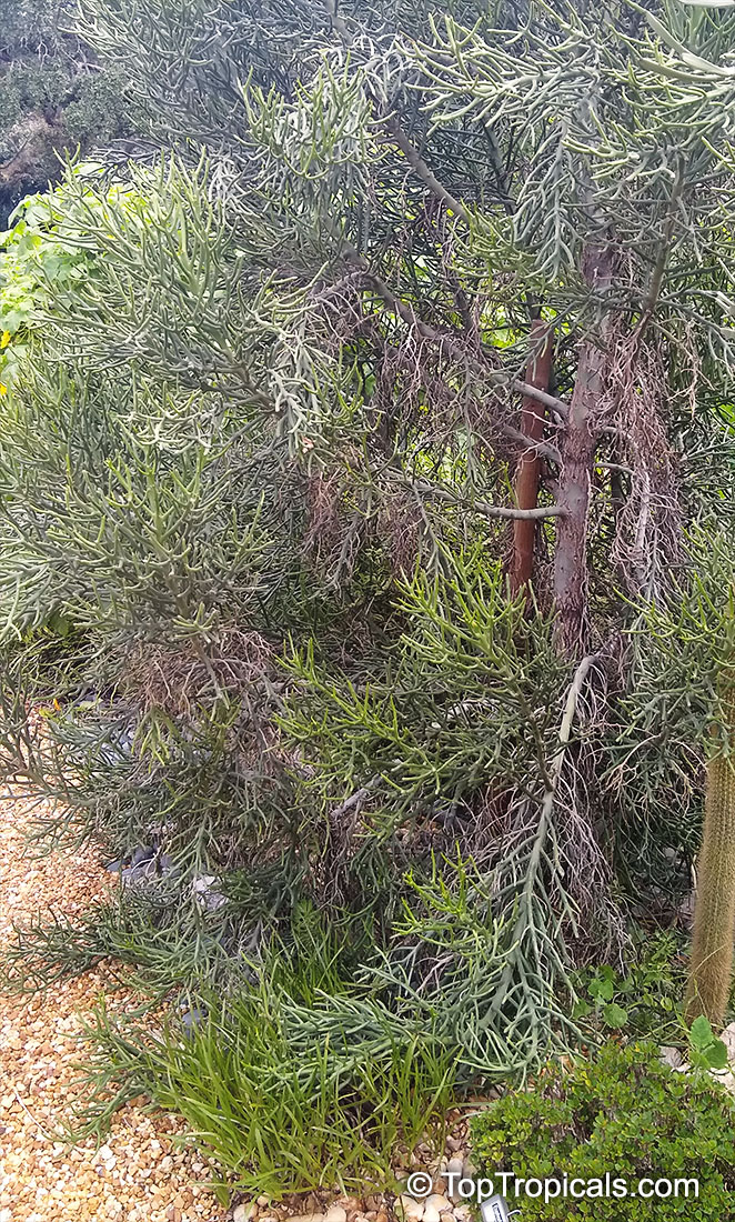 Euphorbia fiherenensis, Pencil Tree