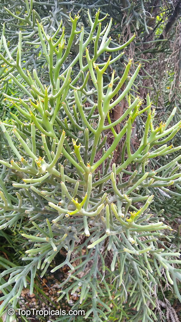 Euphorbia fiherenensis, Pencil Tree