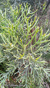 Euphorbia fiherenensis, Pencil Tree

Click to see full-size image