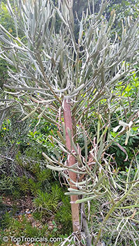 Euphorbia enterophora, Euphorbia xylophylloides, Milk-bush

Click to see full-size image