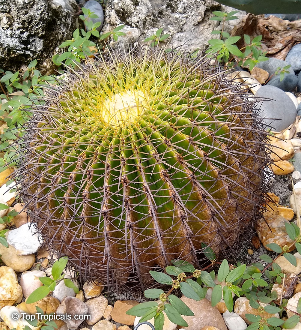 Echinocactus grusonii, Golden Barrel Cactus