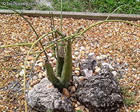 Adenia venenata, Modecca abyssinica, Adenia

Click to see full-size image