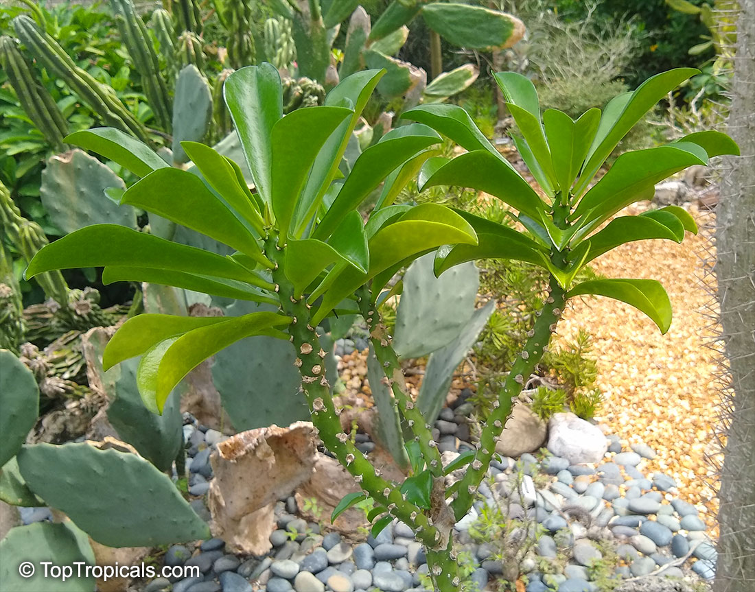Euphorbia umbellata, Synadenium compactum, Synadenium grantii, Euphorbia bicompacta var.rubrafolia, African Milk Bush