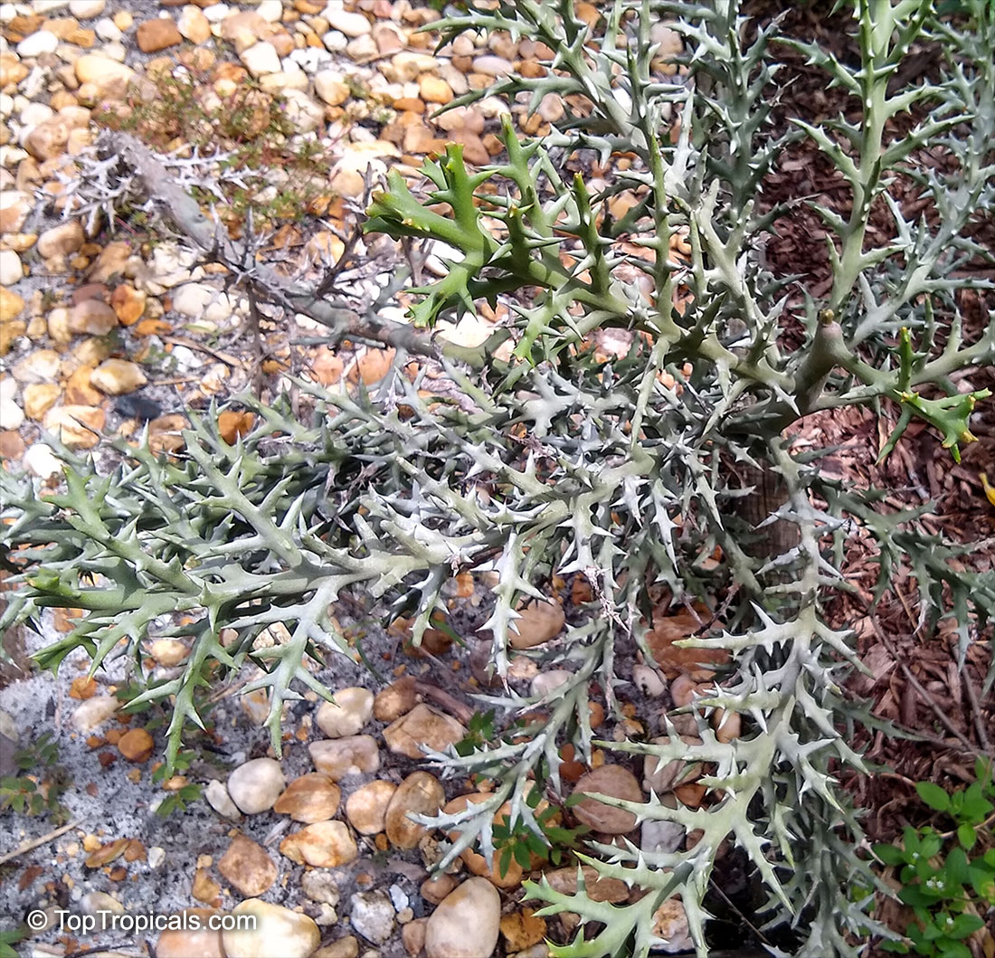 Euphorbia stenoclada, Silver Thicket