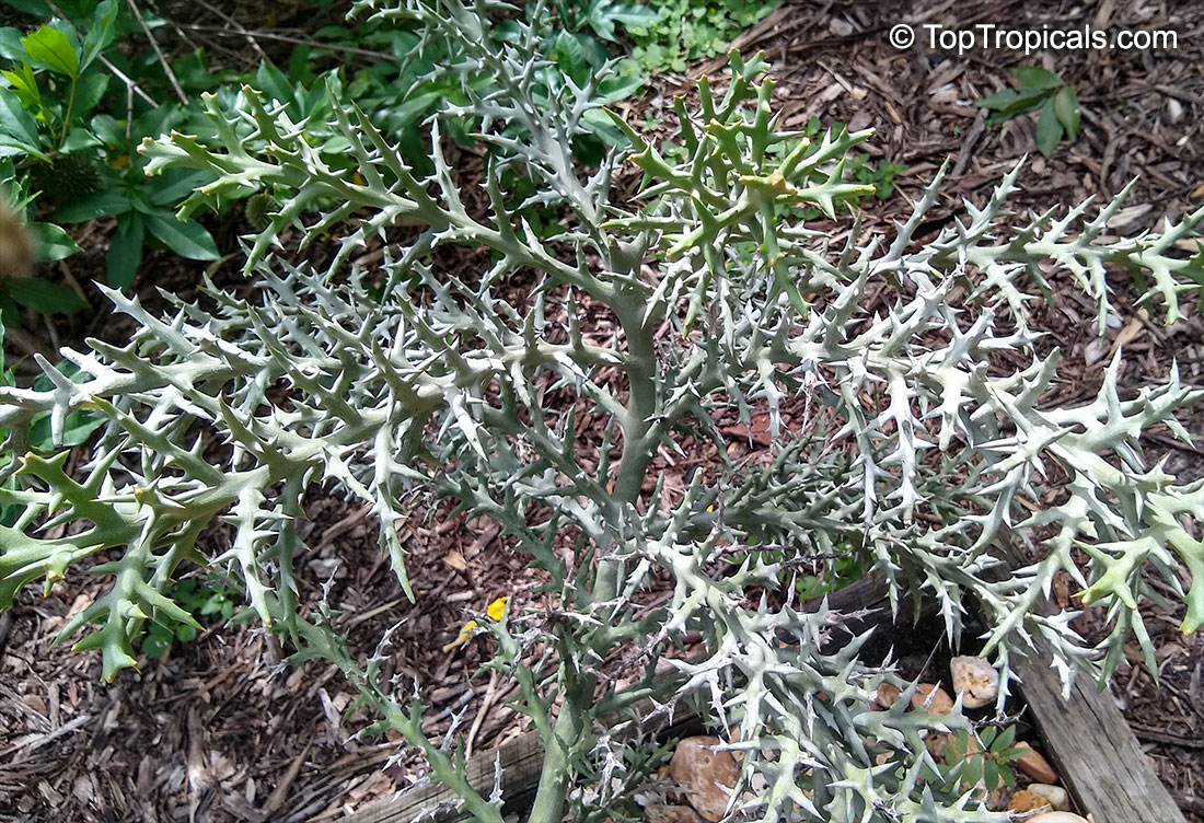 Euphorbia stenoclada, Silver Thicket