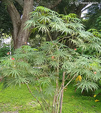 Jatropha multifida, Adenoropium multifidum, Jatropha Tree