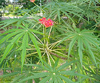 Jatropha multifida, Adenoropium multifidum, Jatropha Tree

Click to see full-size image