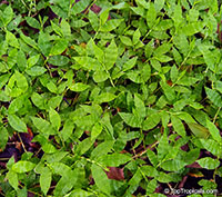 Oplismenus undulatifolius, Panicum undulatifolium, Wavyleaf Basketgrass

Click to see full-size image