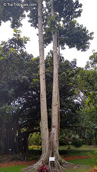 Pterygota alata, Sterculia alata, Buddha Coconut 

Click to see full-size image