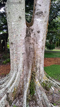 Pterygota alata, Sterculia alata, Buddha Coconut 

Click to see full-size image