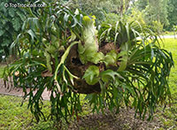 Platycerium sp., Staghorn

Click to see full-size image