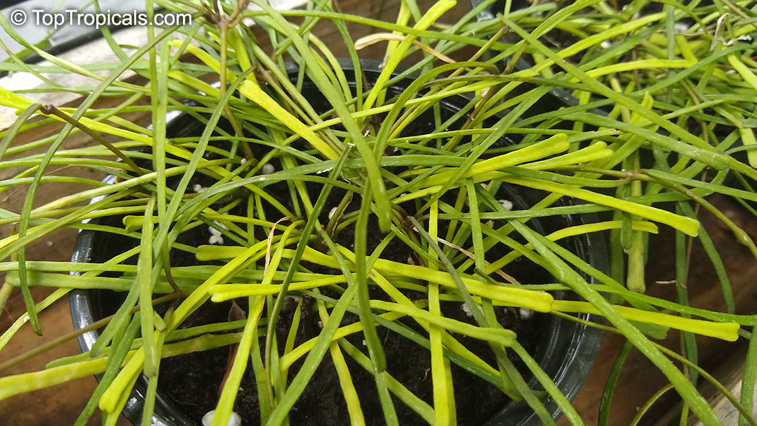 Hoya retusa, Grass-leafed Hoya
