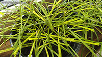 Hoya retusa, Grass-leafed Hoya

Click to see full-size image