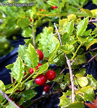 Crossopetalum ilicifolium, Christmasberry, Quailberry

Click to see full-size image