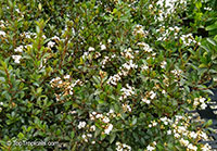 Viburnum sp., Viburnum

Click to see full-size image