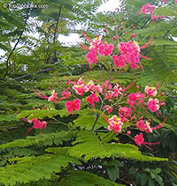 Caesalpinia pulcherrima 'Compton', Poinciana pulcherrima, Pride of Barbados, Pink Dwarf Poinciana, Flower Fence

Click to see full-size image