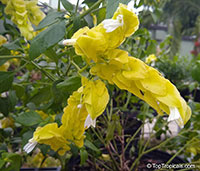 Justicia brandegeana lutea, Beloperone lutea cv. Yellow Queen, Yellow Shrimp plant

Click to see full-size image