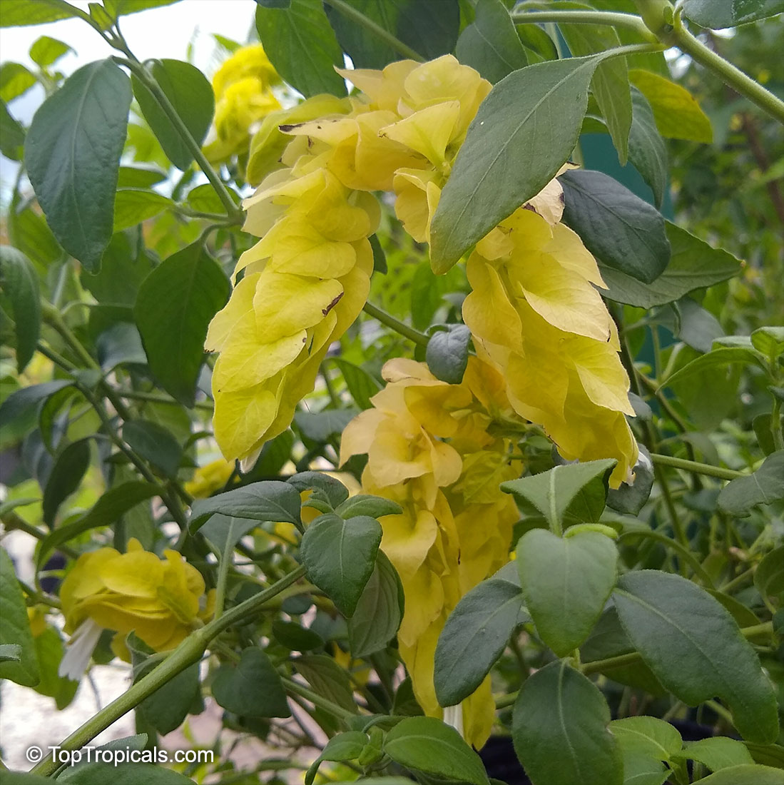 Justicia brandegeana lutea, Beloperone lutea cv. Yellow Queen, Yellow Shrimp plant