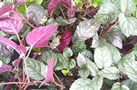 Hemigraphis alternata, Hemigraphis colorata, Strophanthus alternata, Red Ivy, Red Flame Ivy, Waffle plant

Click to see full-size image