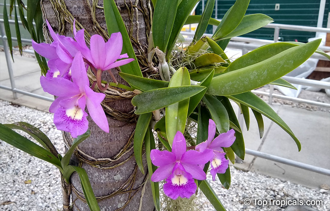Unknown 101, Orchid