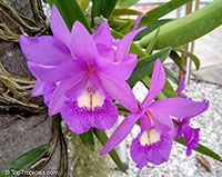 Unknown 101, Orchid

Click to see full-size image
