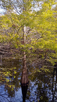 Taxodium distichum, Bald cypress, Swamp cypress

Click to see full-size image