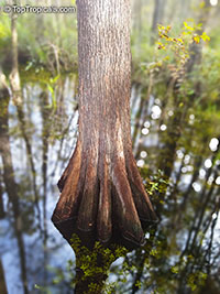 Taxodium distichum, Bald cypress, Swamp cypress

Click to see full-size image