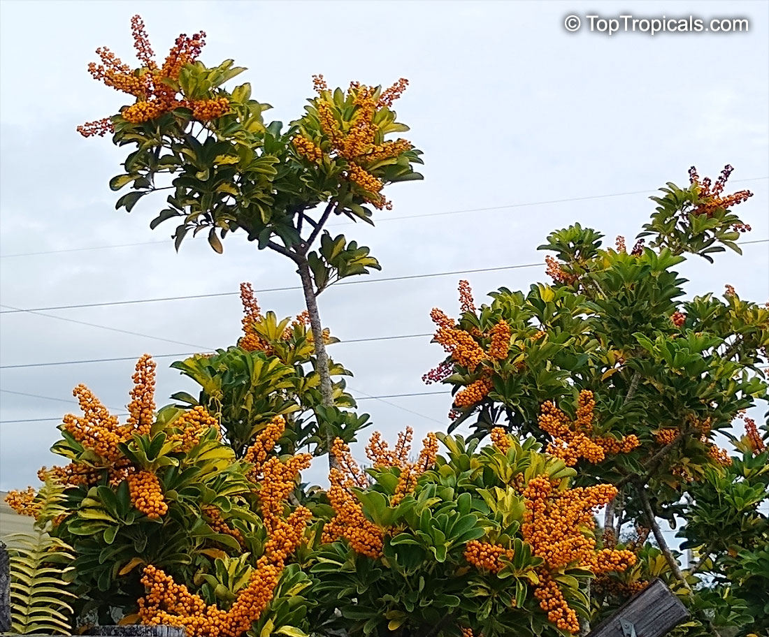 Schefflera arboricola, Abicola, Arboricola, Trinette, Hawaiian Umbrella Tree, Hawaiian Elf Schefflera