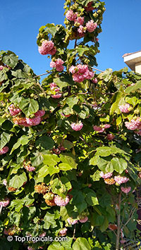 Dombeya wallichii, Dombeya x cayeuxii, Pink Ball Tree, Tropical Hydrangea

Click to see full-size image