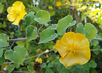 Abutilon indicum, Sida indica, Abutilon hirtum, Indian mallow