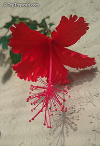 Hibiscus grandidieri x schizopetalus, Fairy Dancer

Click to see full-size image