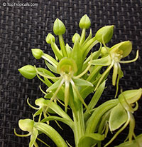 Habenaria repens, Orchis repens, Platanthera repens, Water-spider Bog Orchid, Floating Orchid

Click to see full-size image