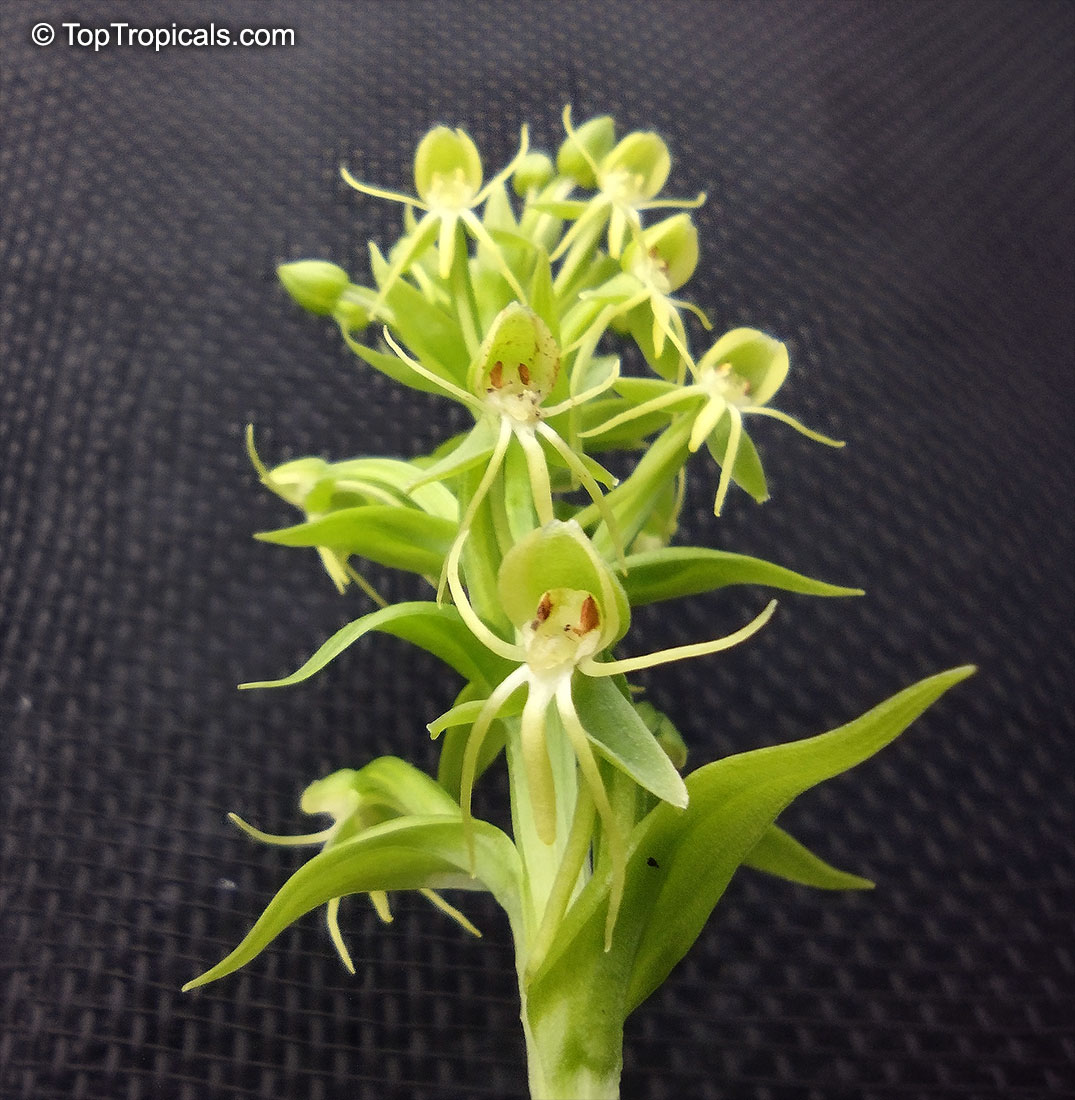 Habenaria repens, Orchis repens, Platanthera repens, Water-spider Bog Orchid, Floating Orchid